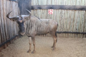 1 X BLOUWILDEBEES/BLUE WILDEBEEST M:1 28" RIETFONTEIN W/D