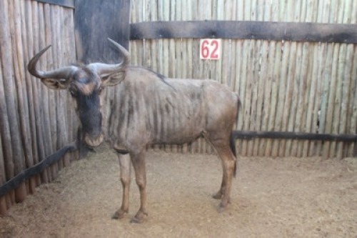 1 X BLOUWILDEBEES/BLUE WILDEBEEST M:1 28" RIETFONTEIN W/D
