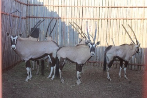 6 X GEMSBOK/ORYX M:3 V/F:3 (PER STUK OM LOT TE NEEM)