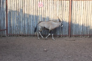 2 X GEMSBOK/ORYX M:1 V/F:1 (PER STUK OM LOT TE NEEM)