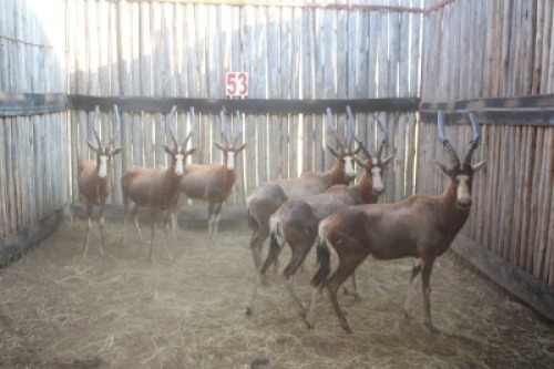 6 X BLESBOK/BLESBUCK M:1 V/F:5 (PER STUK OM LOT TE NEEM)MARICO BOSVELD