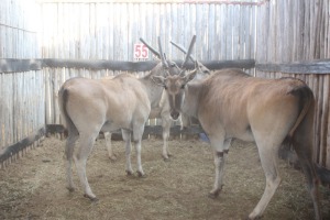 3 X ELAND V/F:3 (PER STUK OM LOT TE NEEM)MARICO BOSVELD