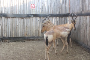 4 X ROOIHARTBEES/RED HARTEBEEST M:2 V/F:2 (PER STUK OM LOT TE NEEM)MARICO BOSVELD