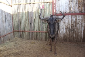 1 X BLOUWILDEBEES/BLUE WILDEBEEST M:1 RIETFONTEIN W/D