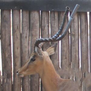 1 X ROOIBOK/IMPALA M:1 MARICO BOSVELD