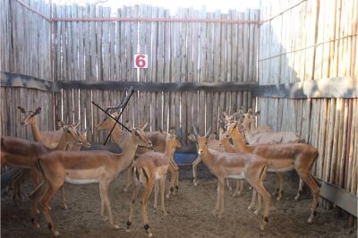 12 X ROOIBOK/IMPALA M:2 V/F:10 (PER STUK OM LOT TE NEEM)MARICO BOSVELD