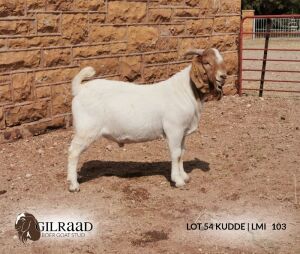 1 X BOERBOK RAM GILRAAD BOERBOK STOET