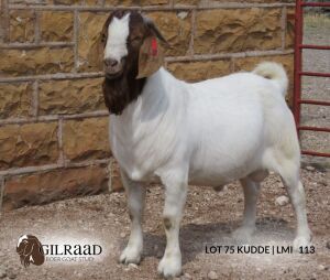 1 X BOERBOK RAM GILRAAD BOERBOK STOET