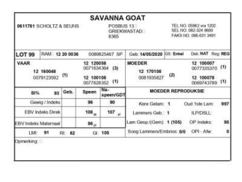 1 X SAVANNA BOK RAM SCHOLTZ & SEUNS