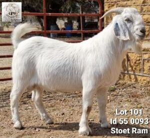 1 x SAVANNA BOK RAM G.P.J SCHOLTZ