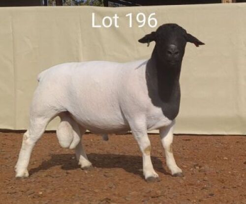 1 X DORPER RAM LOUIS VAN RENSBERG