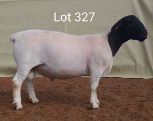 1 X DORPER RAM C.C. VAN DEVENTER