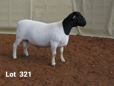 1 X DORPER RAM LOUIS VAN RENSBURG