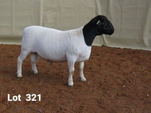 1 X DORPER RAM LOUIS VAN RENSBURG