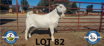 1 X SAVANNA BOK RAM SCHOLTZ & SEUNS