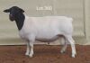 1 X DORPER RAM LOUIS VAN RENSBURG