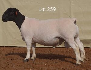 1 X DORPER RAM LOUIS VAN RENSBURG