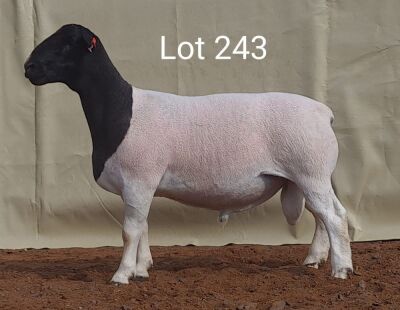 1 X DORPER RAM LOUIS VAN RENSBURG