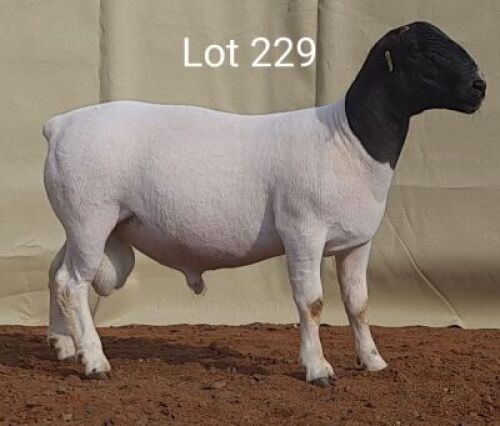 1 X DORPER RAM LOUIS VAN RENSBURG