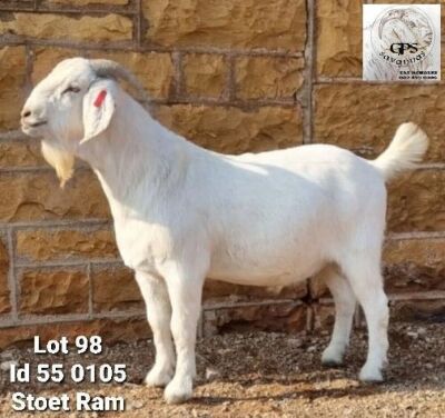 1 X SAVANNA BOK RAM G.P.J SCHOLTZ