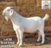 1 X SAVANNA BOK RAM G.P.J SCHOLTZ