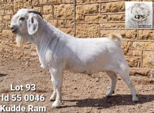 1 X SAVANNA BOK RAM G.P.J SCHOLTZ