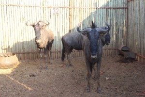 3 X BLOUWILDEBEES/BLUE WILDEBEEST M:3 (PER STUK OM LOT TE NEEM)RIETFONTEIN W/D