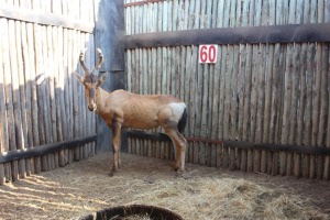 1 X ROOIHARTBEES/RED HARTEBEEST M:1 (PER STUK OM LOT TE NEEM)MARICO BOSVELD