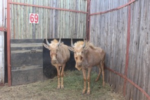 1 X GOUEWILDEBEES M:1 RIETFONTEIN WD