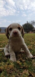 1 X BEAGLE REUN/MALE - 5 WEKE/5 WEEKS