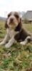 1 X BEAGLE REUN/MALE&nbsp; 5 WEKE/5 WEEKS
