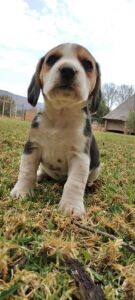  1 X BEAGLE REUN/MALE  5 WEKE/5 WEEKS