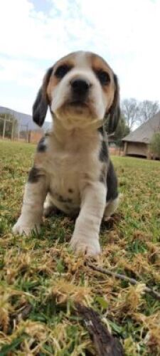  1 X BEAGLE REUN/MALE&nbsp; 5 WEKE/5 WEEKS