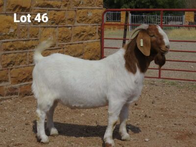 1 X BOERBOK RAM LOUIS VAN RENSBERG