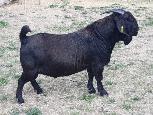 1X BLACKBERRY RAM TAG 15050 "BLACK STEER"