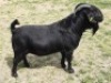 1X BLACKBERRY RAM TAG 18047 "BLACK BEAUTY"