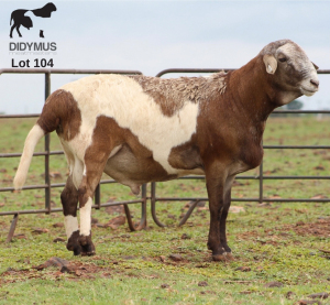 LOT 104 1X MEATMASTER DIDYMUS MEATMASTERS CHRISTOF GROBLER : 0837812076