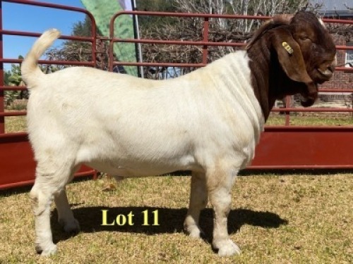 1x BUCK - 762-20-428 - STUD