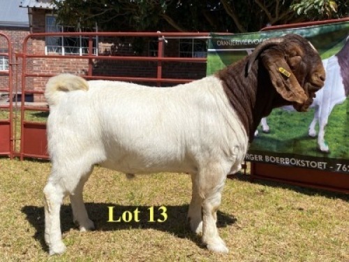 1x BUCK - 762-20-506 - STUD