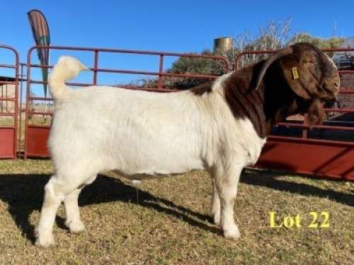 1x BUCK - 762-20-261 - FLOCK C