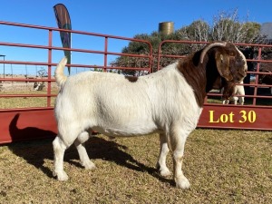 1x BUCK - 762-20-176 - FLOCK C/T