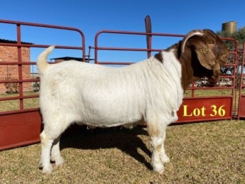 1x BUCK - 762-20-170 - FLOCK T