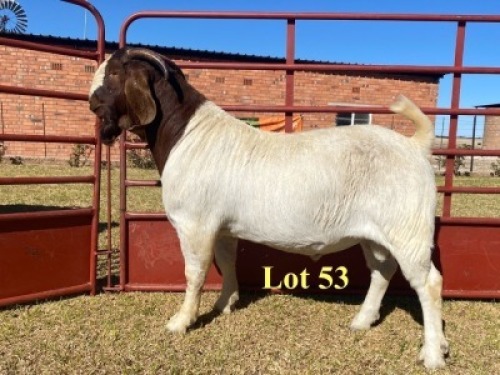 1x BUCK - 762-20-581 - POTENTIAL STUD