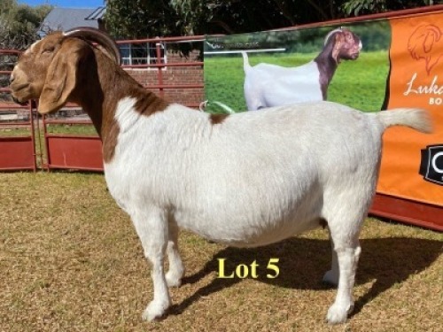 1x DOE - 762-14-191 - FLOCK C