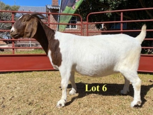 1x DOE - 762-18-732 - FLOCK C