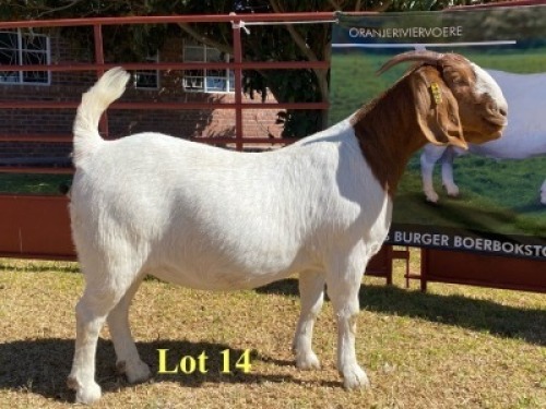 1x DOE - 762-19-831 - FLOCK C