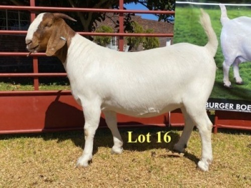 1x DOE - 762-20-358 - STUD