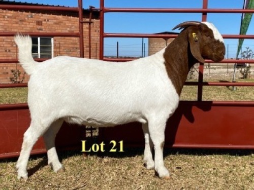 1x DOE - 762-20-565 - FLOCK T
