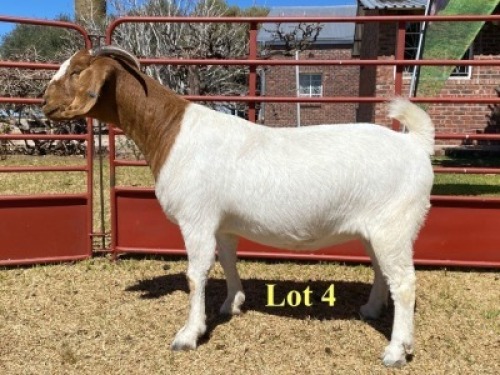 1x DOE - 762-17-708 - STUD
