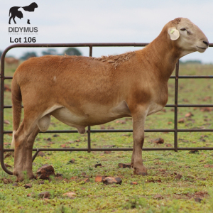 LOT 106 1X MEATMASTER DIDYMUS MEATMASTERS CHRISTOF GROBLER : 0837812076